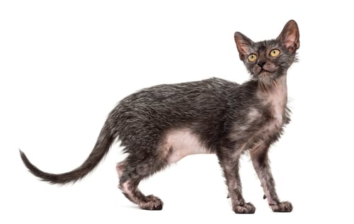 Preview: Kitten Lykoi cat, 3 months old, also called the Werewolf cat against white background