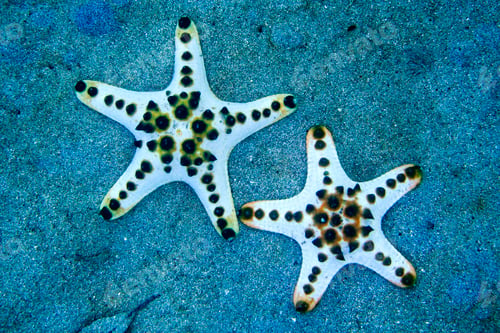 Preview: Chocolate Chip Sea Star, Bunaken National Marine Park, Indonesia