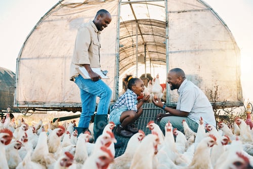 Preview: Black family, chicken farm and excited in countryside with sustainability, agriculture help and kid