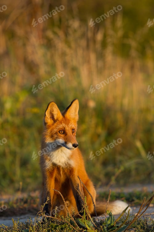Preview: Cute young fox cub on the grass background. One. Evening light. Wild nature. Animals.