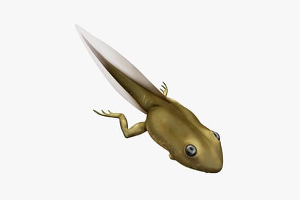 Preview: Salamander with extended limbs and dorsal fins