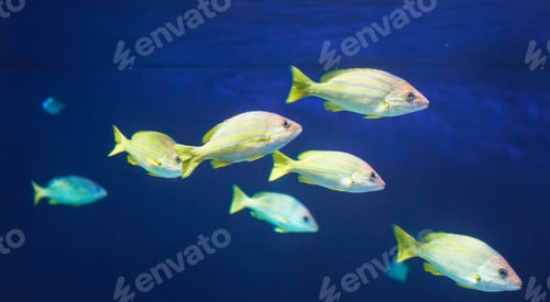 Preview: Picturesque underwater world, fish underwater photo