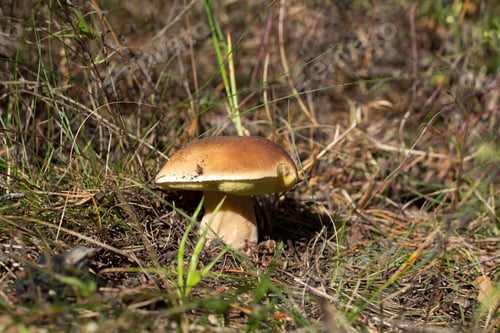 Preview: Boletus edulis in autumn forest