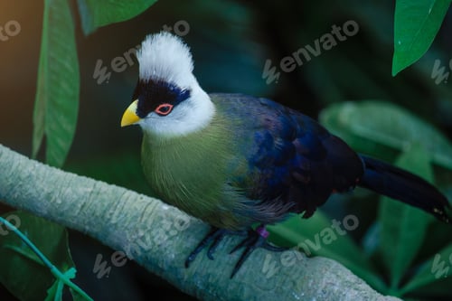 Preview: Beautiful tropical bird with a white head in the park