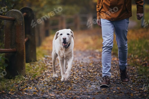 Preview: Man with old dog during autumn day