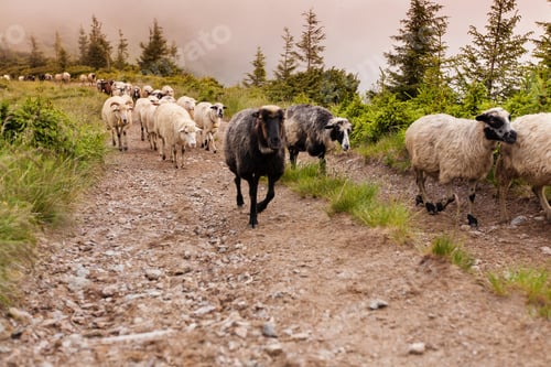 Preview: Sheeps