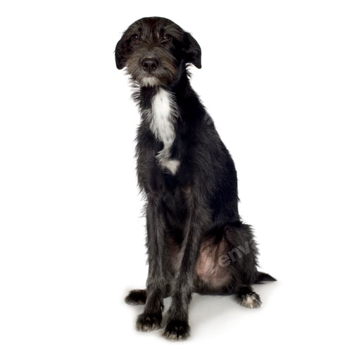 Preview: Bastard (10 months)