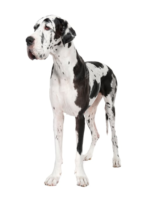 Preview: Great Dane (4 years old)
