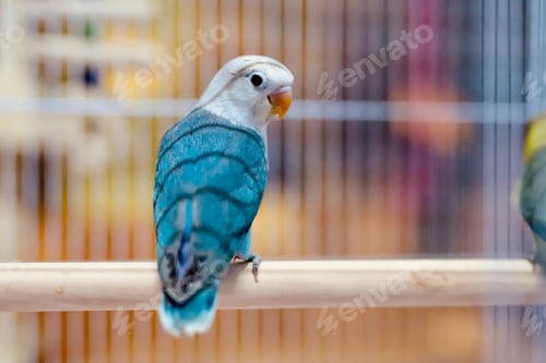 Preview: lovebirds, lover bird, lovely