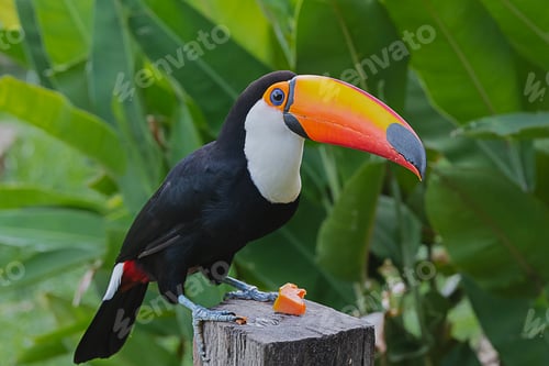 Preview: Tucano