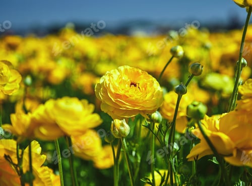 Preview: Blooming wildflowers, colorful buttercups on a kibbutz in southern Israel