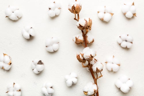 Preview: Autumn Floral Flat lay background composition. Dried white fluffy cotton flower branch top view