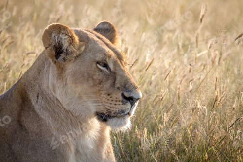 Preview: Close up of a female Lion in Chobe.