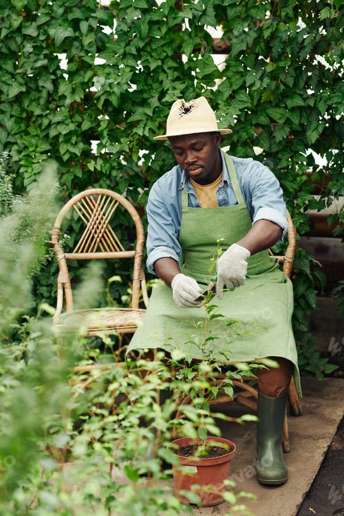 Man Gardening in a Lush Indoor Greenhouse