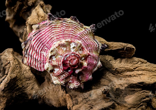 Preview: Elegant Strawberry Conch on Driftwood on Black Background