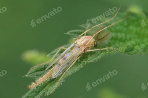 Preview: macro, nature, insect, green, wing, wildlife, fly, wild, bug, closeup, close-up, animal, outdoor, bi