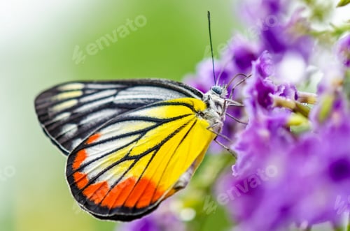 Preview: Painted Jezebel colorful butterfly