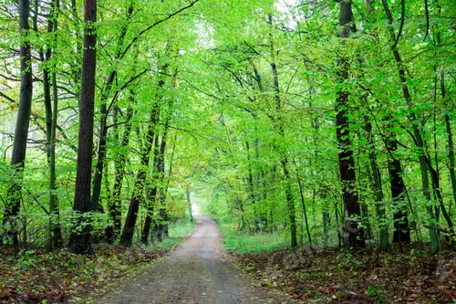 Preview: Stunning forest in the autumn in Poland, Europe