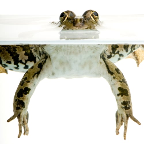 Preview: surfacing Frog