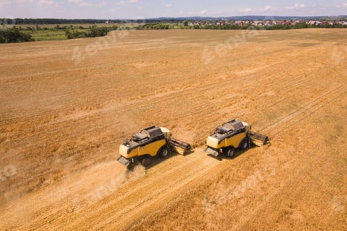 Preview: Aerial view of combine harvesters harvesting large yellow ripe wheat field