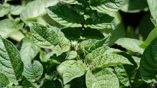 Preview: Green fresh leaves of potato (Solanum tuberosum) on bushes in the field
