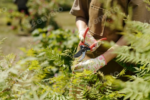 Preview: Caucasian Young Adult Woman Pruning Green Shrubs with Garden Shears Outdoors