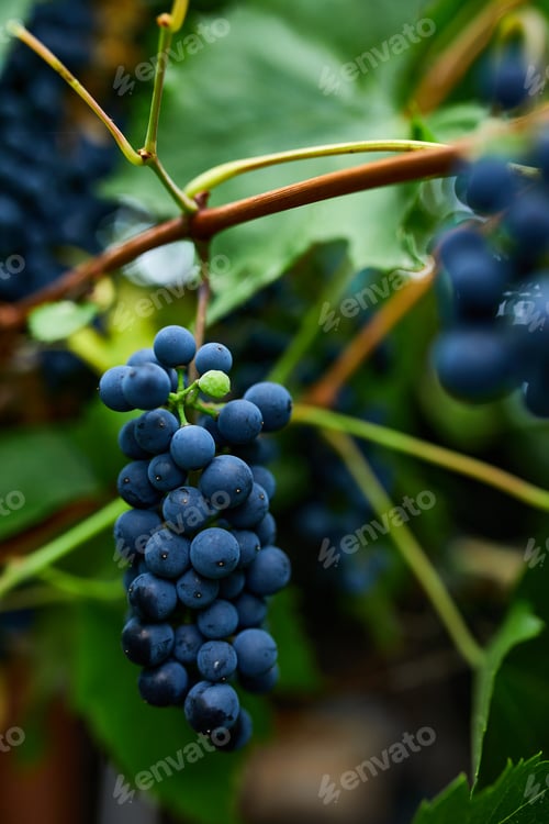 Preview: A bunch of grapes ready for picking in a vineyard, Concept of growing