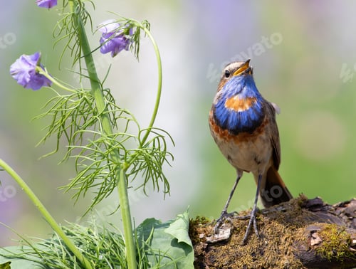 Preview: Bluethroat, Luscinia svecica. A singing bird sits on a beautiful branch