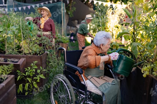 Preview: Close up of senior woman in wheelchair taking care of tomato plant in urban garden.