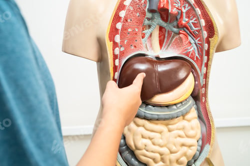 Preview: Student teenage learning anatomy biology with human body model in classroom at high school.