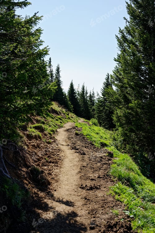 Preview: Scenic hiking trail winding through a lush green forest with tall pine trees under a clear blue sky