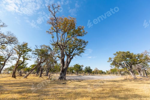 Preview: Grassland and a clearing in trees, a dry dusty patch.