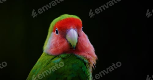Preview: Closeup shot of a rosy-faced lovebird against a black background