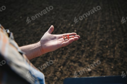 Preview: Farmer's hand holding corn seeds with blurred sweet corn seeds background