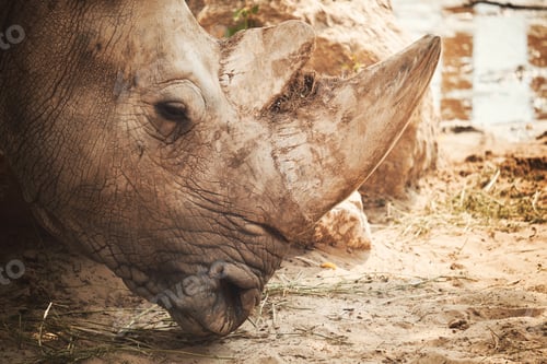 Preview: Rhino portrait