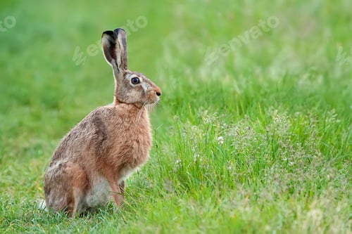 Preview: Hare in a clearing