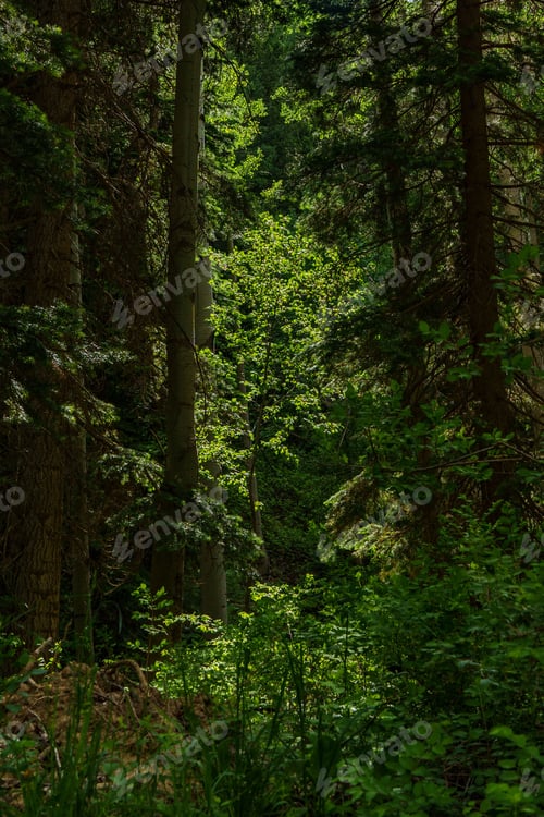 Preview: Scenic forest landscape in San Juan National Forest, Colorado with lush green trees