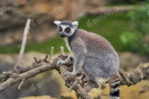 Preview: Ring-tailed lemur basking in the sun on branches