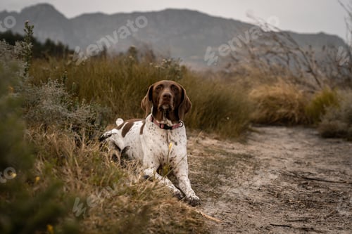 Preview: Close-up portrait of an English Pointer dog in a forest park