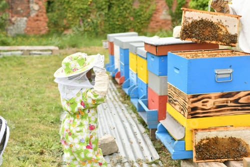 Preview: The beekeeper shows the beehive to the children