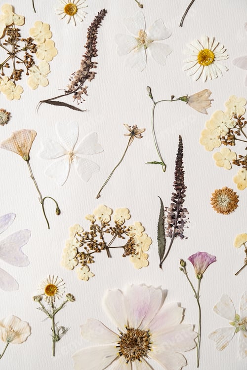 Preview: Many pressed dried flowers on white paper.