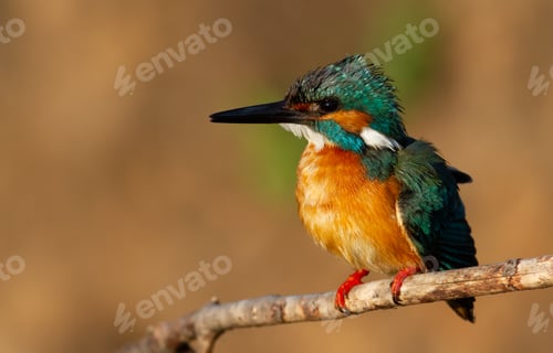 Preview: Kingfisher, alcedo. A male bird sits on a branch near the nest