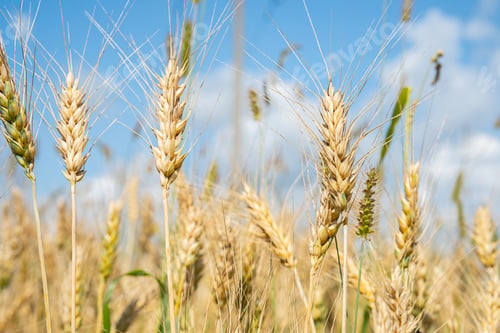 Preview: Golden ripe wheat spikes in the field. Agriculture and harvest concept.