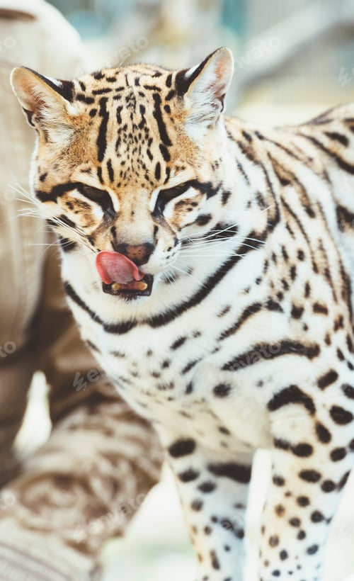 Preview: Leopard with tongue out