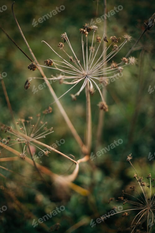 Preview: Beautiful dried herbs, aegopodium podagraria or angelica, in sunny meadow
