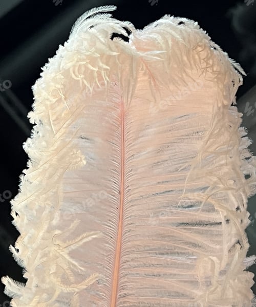 Preview: big pink feather on a black background