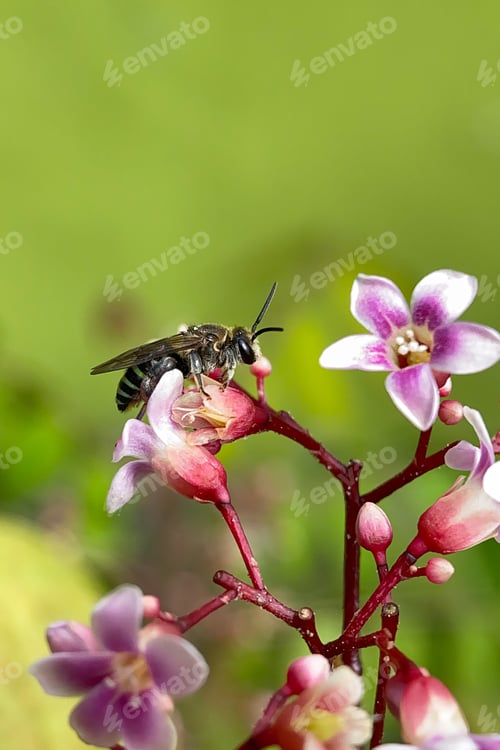 Preview: Bee and blooming flowers with blurred background