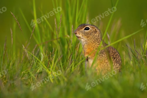 Preview: Little european ground squirrel sitting in grass during the summer