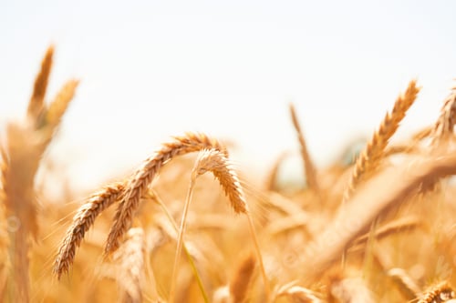 Preview: Golden ripe ears of wheat close up. Ripening wheat spikelets in rural meadow closeup. Bright ripe