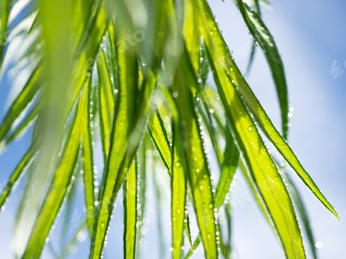 Preview: Beautiful summer background with blue sky and blurred greenery